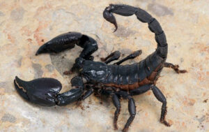 scorpion venom supplier for labs