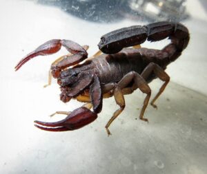 Research Grade scorpion venom supplier