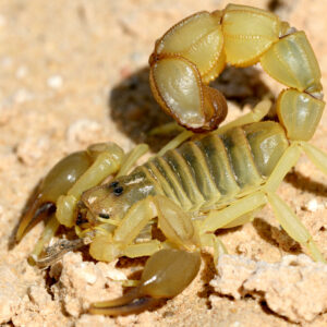 Androctonus Scorpion Venom