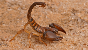 buy scorpion venom online