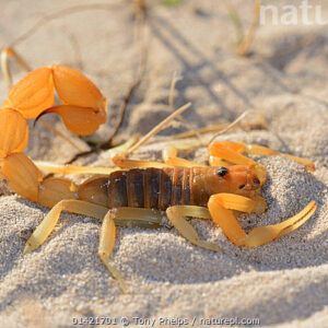 Yellow Fat-Tailed Scorpion Venom