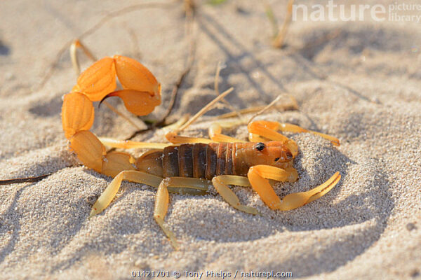 Yellow Fat-Tailed Scorpion Venom