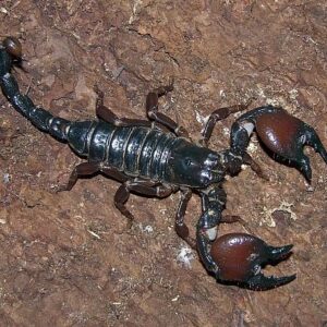 Red Claw Scorpion Venom