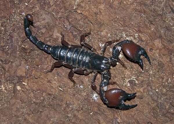 Red Claw Scorpion Venom