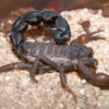 Parabuthus transvaalicus Scorpion Venom