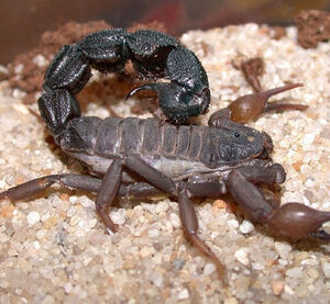 Parabuthus transvaalicus Scorpion Venom