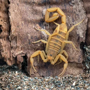 Centruroides Scorpion Venom