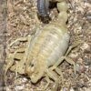 Androctonus Australis Scorpion Venom