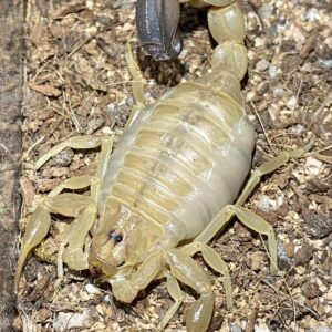 Androctonus Australis Scorpion Venom