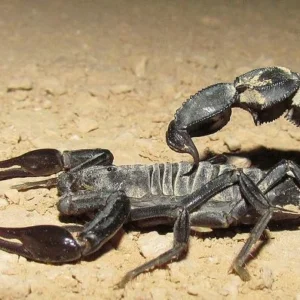 Arabian Fat-Tailed Scorpion Venom