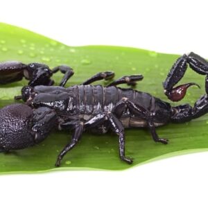 Emperor Scorpion Venom