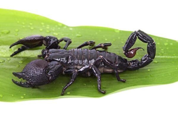 Emperor Scorpion Venom