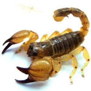 Scorpio Maurus Scorpion Venom