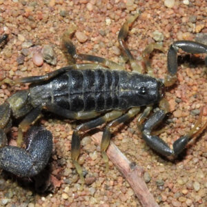 Uroplectes Scorpion Venom