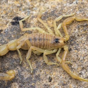 Buthus Occitanus Scorpion Venom