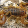 Mesobuthus Scorpion Venom