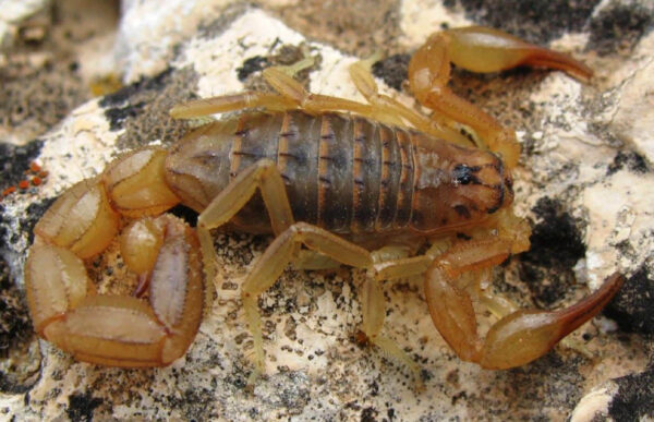 Mesobuthus Scorpion Venom