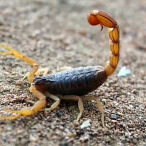 Deathstalker Scorpion Venom