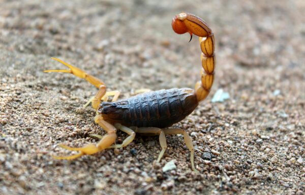 Deathstalker Scorpion Venom